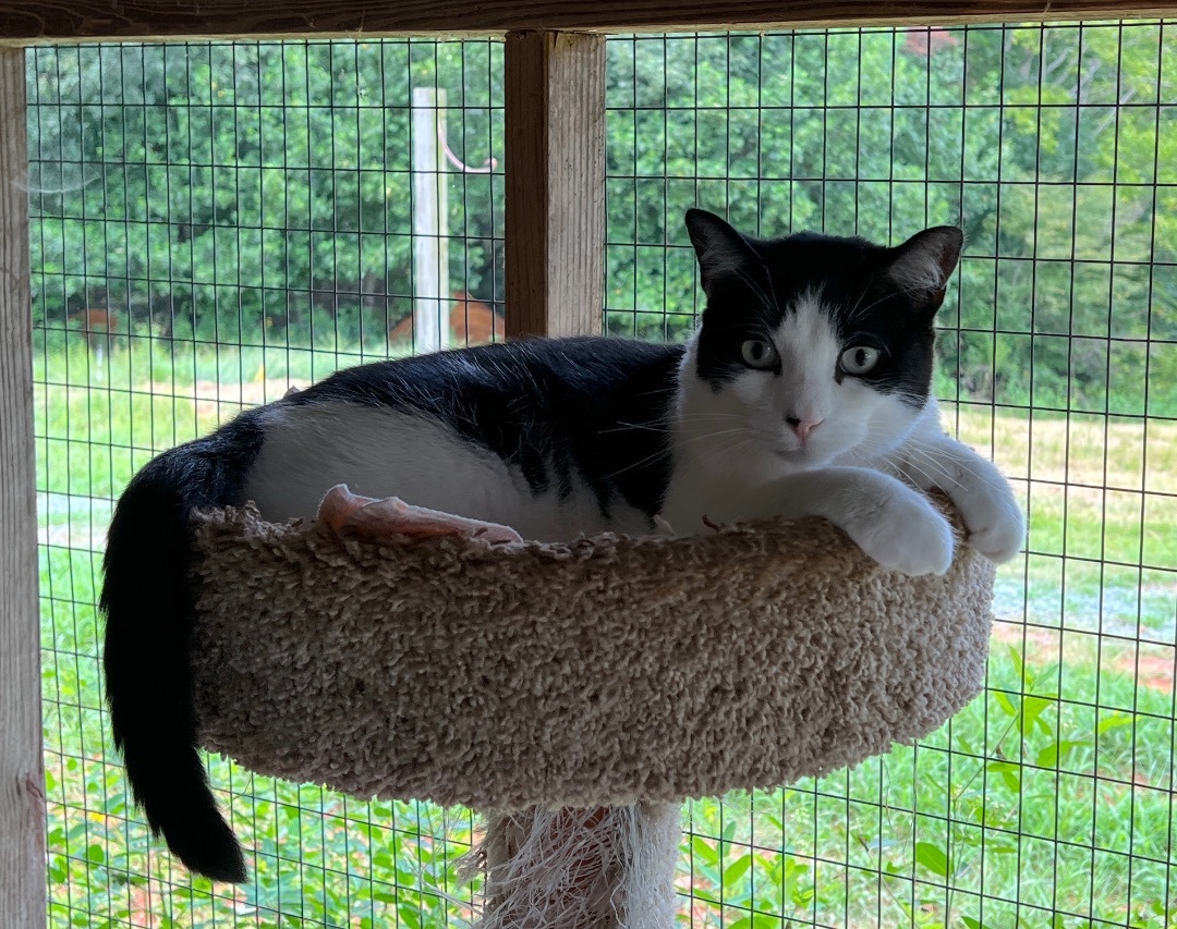 Birdie, a Adoptable Domestic Short Hair in Palmyra, VA image 1/6