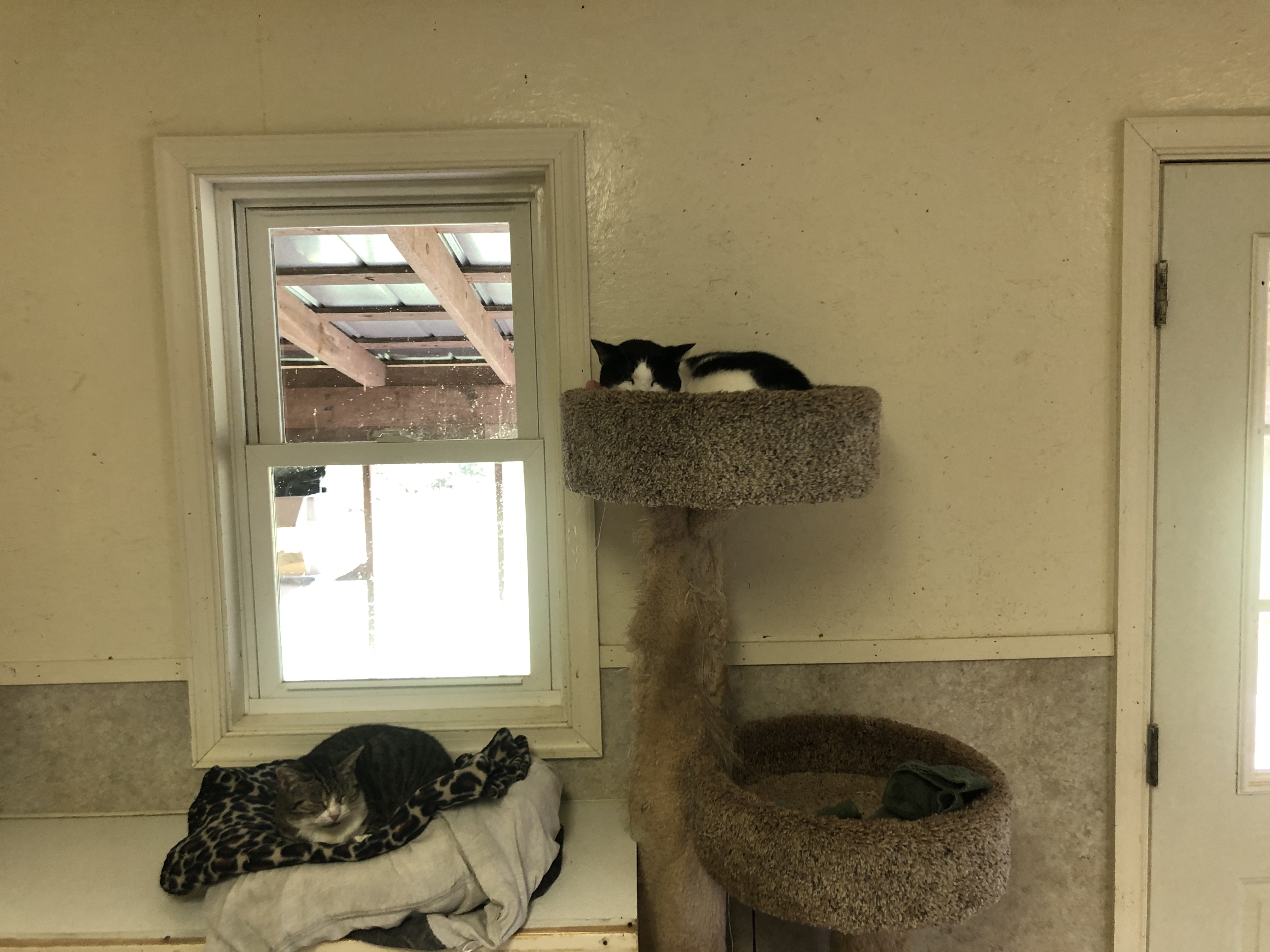 Birdie, a Adoptable Domestic Short Hair in Palmyra, VA image 2/6