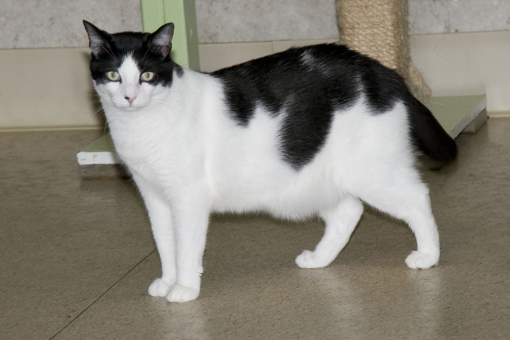 Birdie, a Adoptable Domestic Short Hair in Palmyra, VA image 3/6