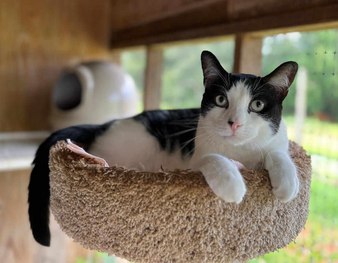 Birdie, a Adoptable Domestic Short Hair in Palmyra, VA image 5/6