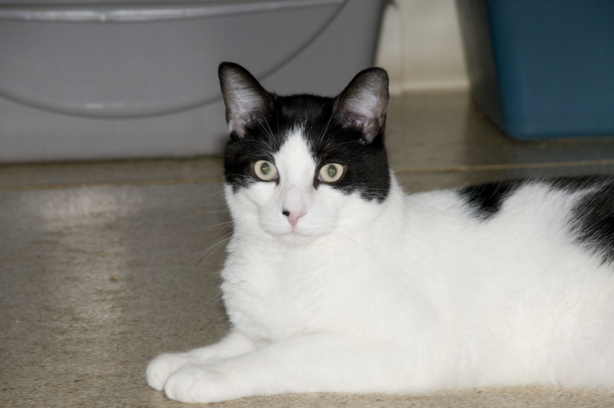 Birdie, a Adoptable Domestic Short Hair in Palmyra, VA image 6/6