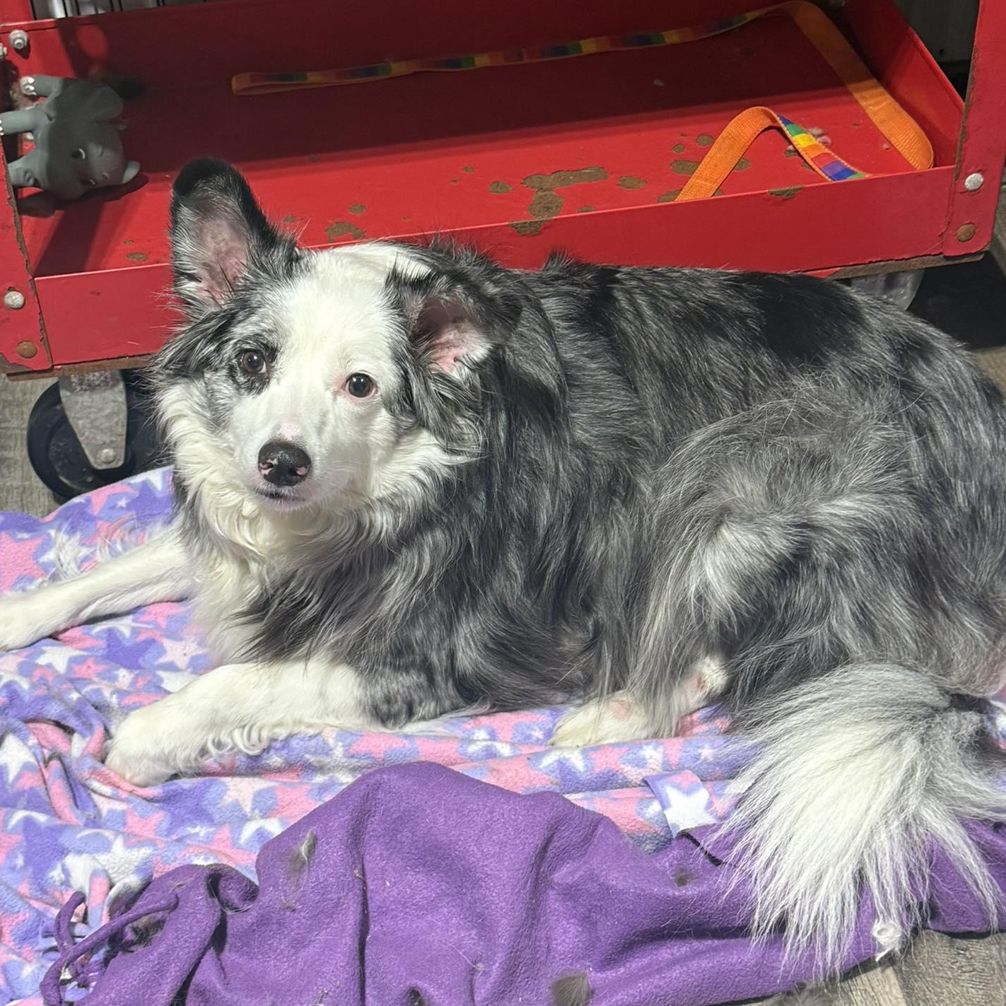 Enlarge Reese, a ADOPTABLE Australian Shepherd in Alma, MI image 1/1