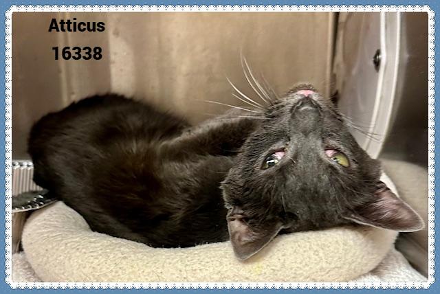 Enlarge ATTICUS (R), an adopted mixed breed in Marietta, GA image 4/4