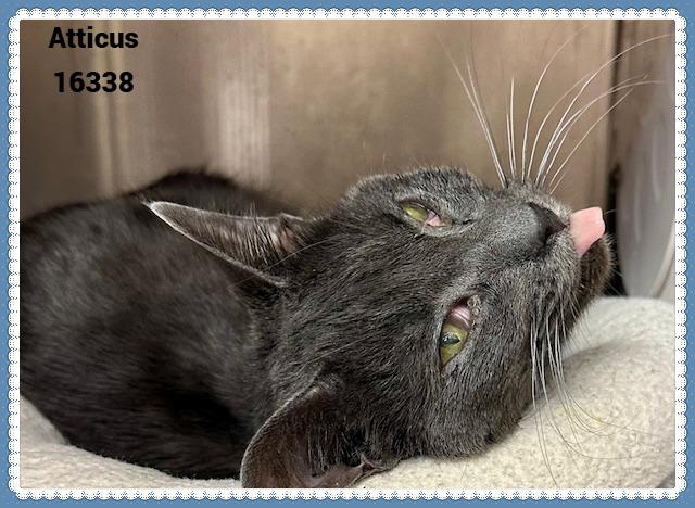 Enlarge ATTICUS (R), an adopted mixed breed in Marietta, GA image 3/4