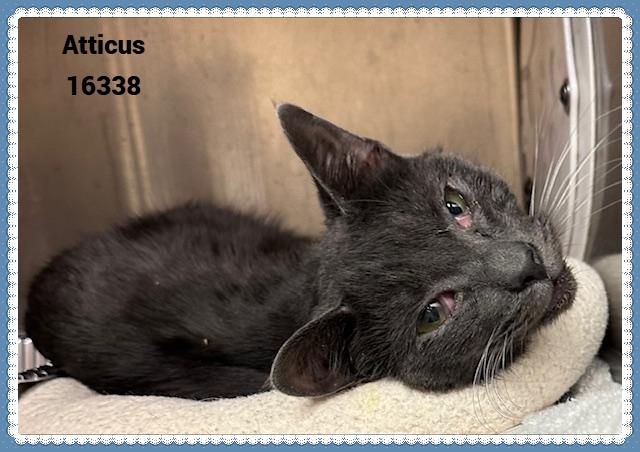 ATTICUS (R), adopted, Adult Male Domestic Short Hair & Russian Blue.