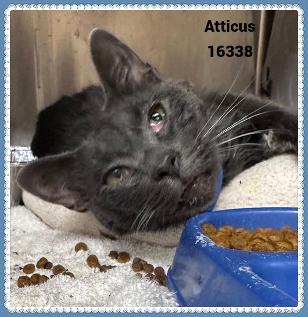 Enlarge ATTICUS (R), an adopted mixed breed in Marietta, GA image 2/4