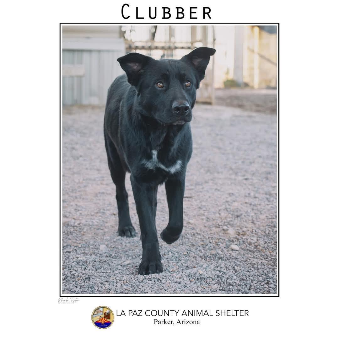 Enlarge Clubber, a Adopted mixed breed in Parker, AZ image 1/2