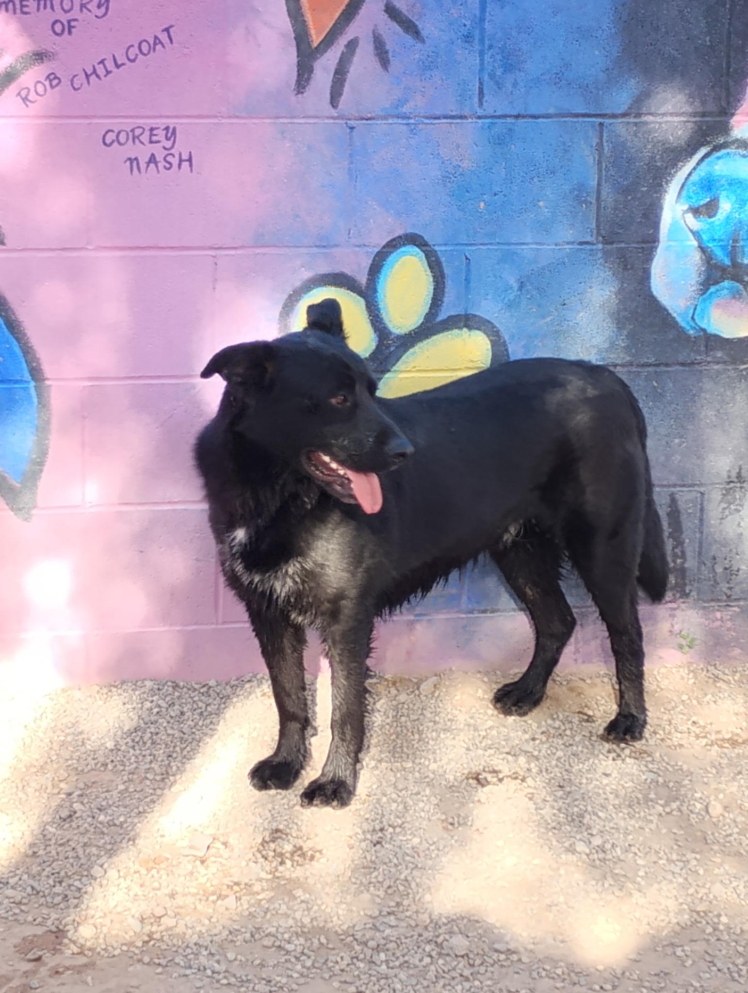 Enlarge Clubber, a Adopted mixed breed in Parker, AZ image 2/2