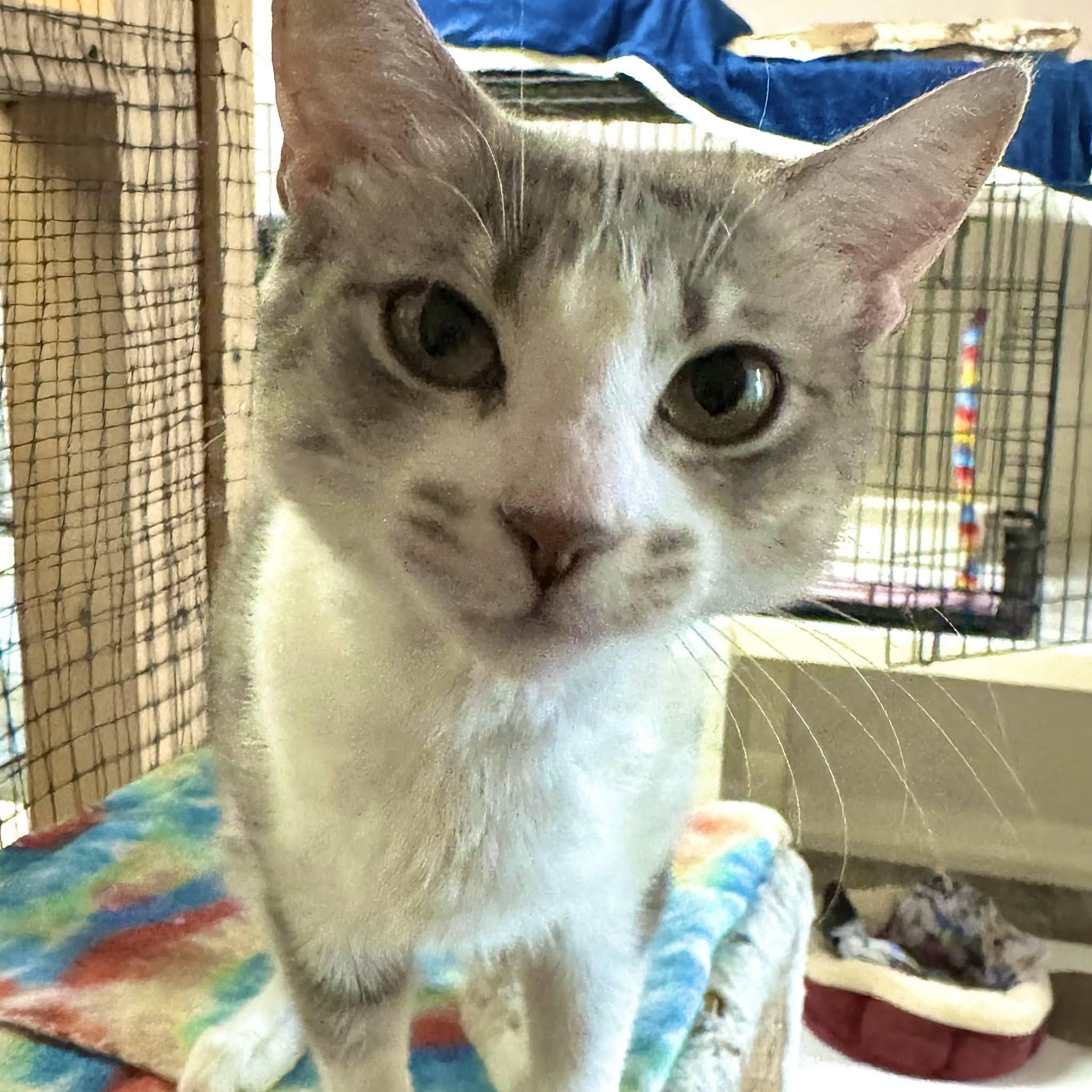 Enlarge Ophelia, an adopted mixed breed in Germansville, PA image 3/5