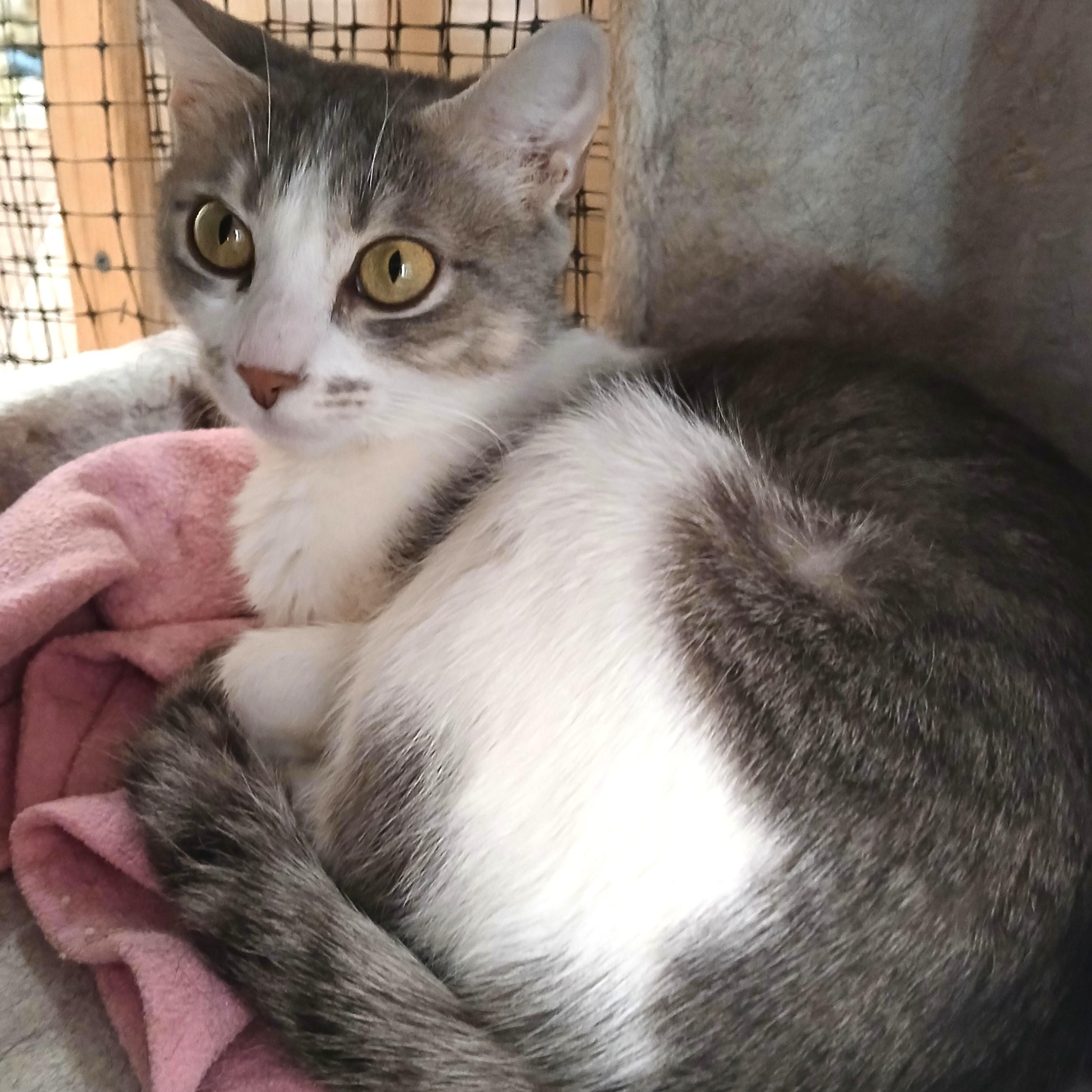 Enlarge Ophelia, an adopted mixed breed in Germansville, PA image 5/5