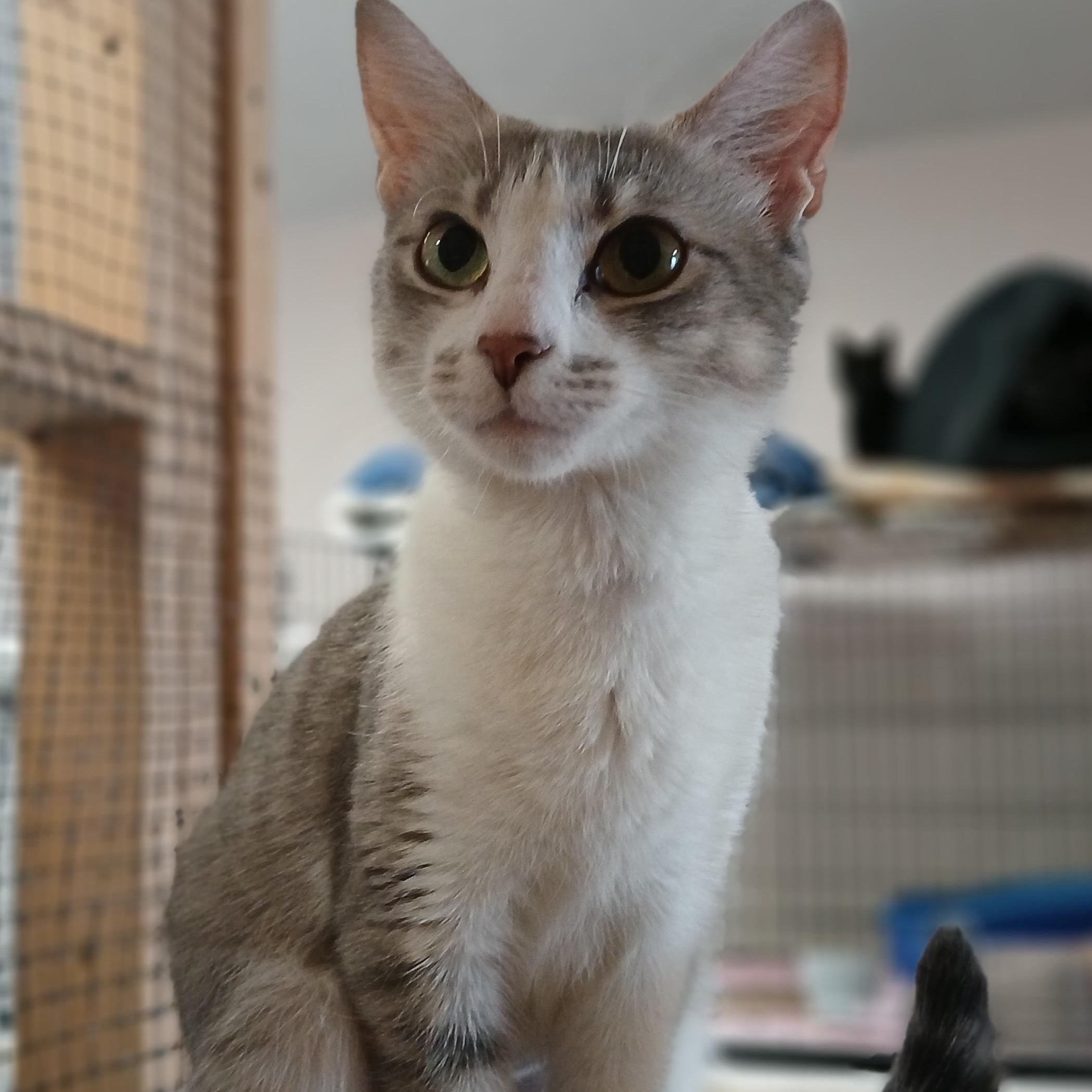 Enlarge Ophelia, an adopted mixed breed in Germansville, PA image 2/5