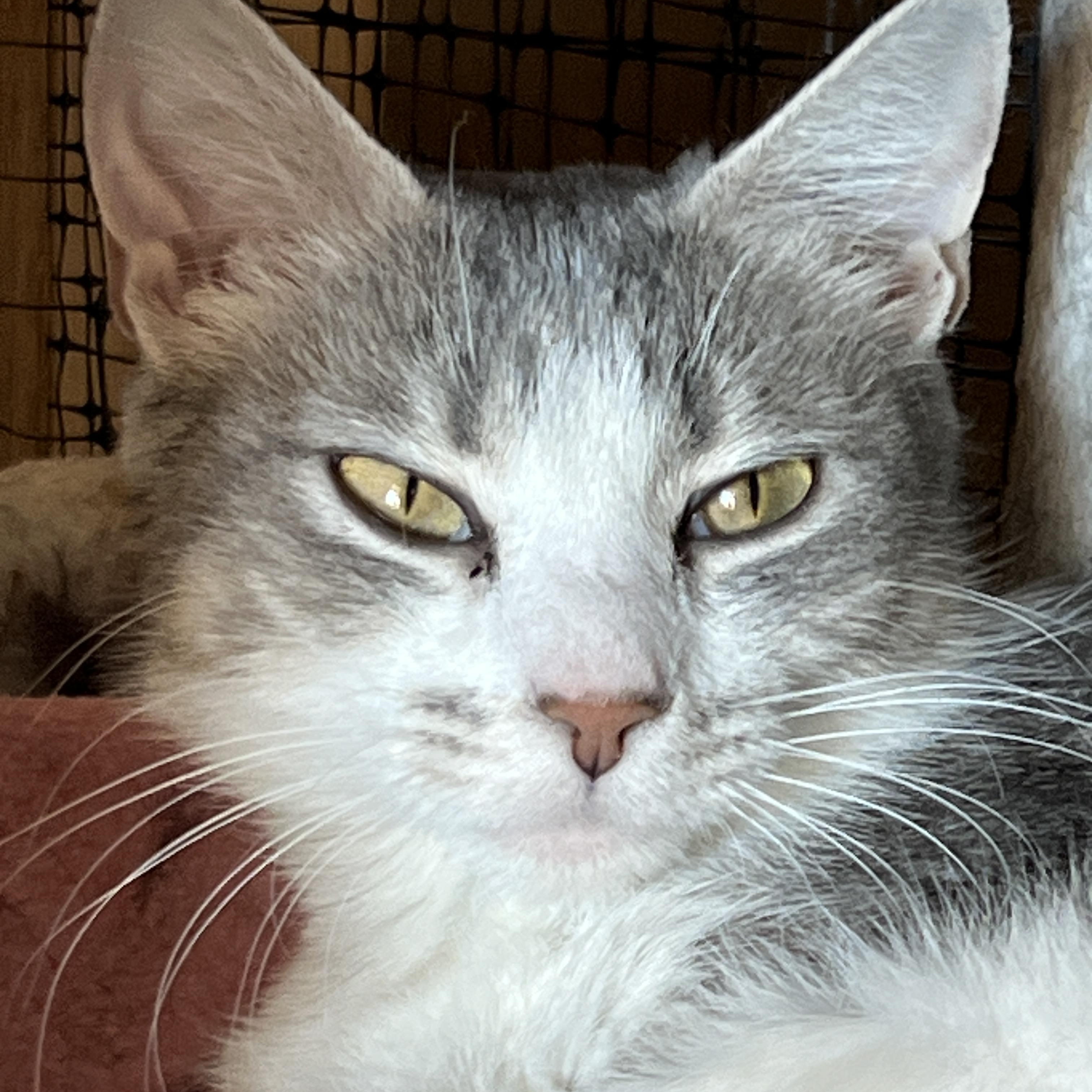 Enlarge Ophelia, an adopted mixed breed in Germansville, PA image 1/5