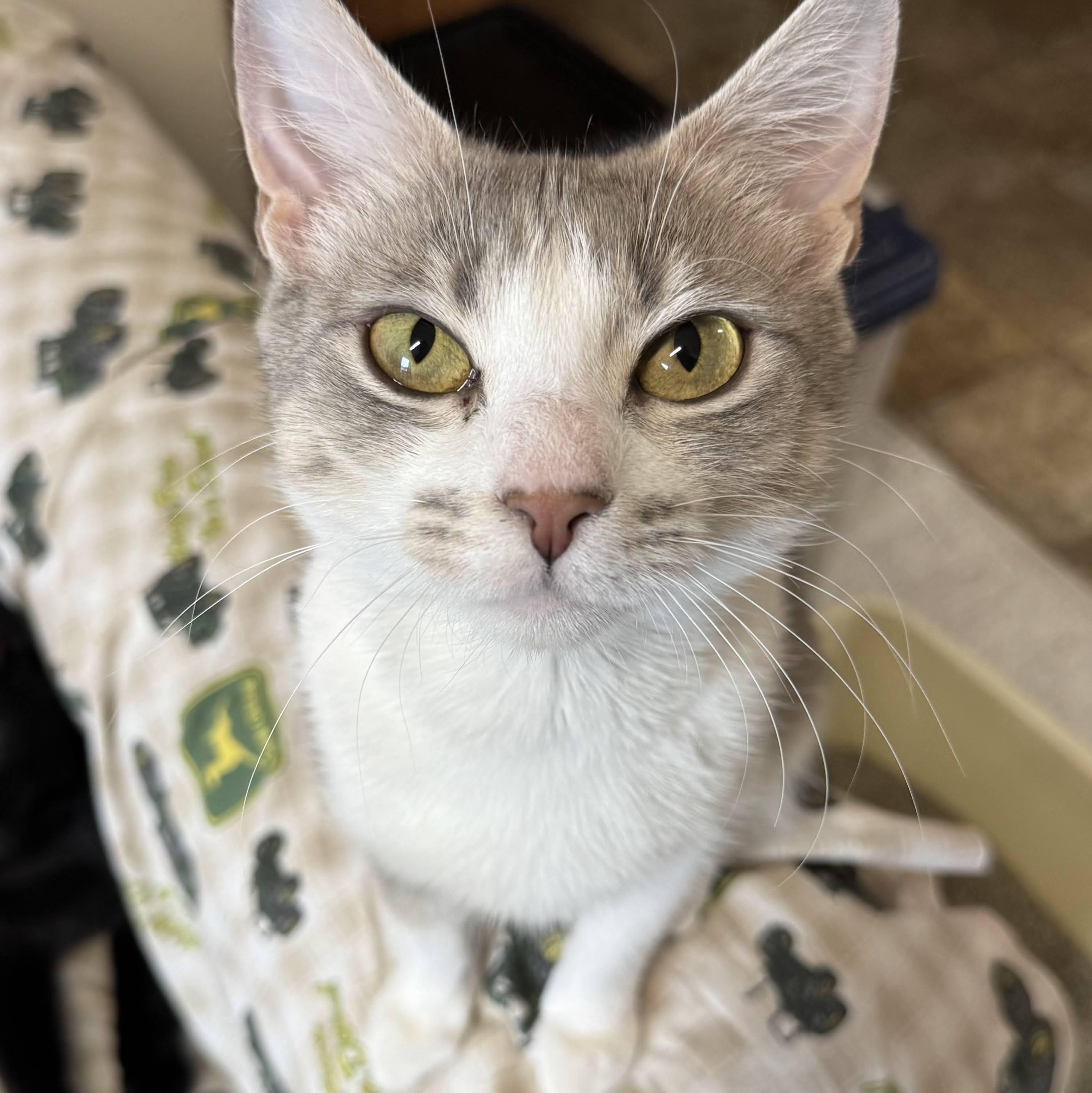 Enlarge Ophelia, an adopted mixed breed in Germansville, PA image 4/5