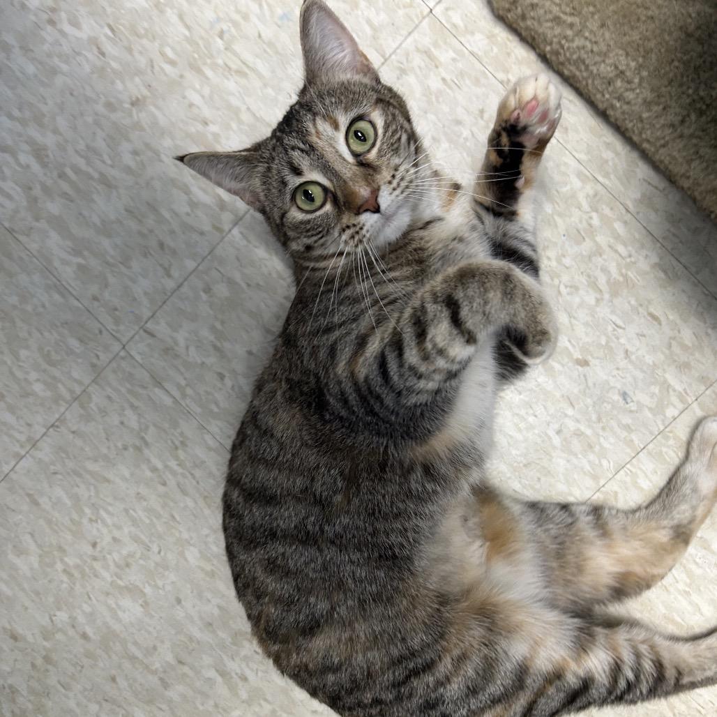 Poppi, Adoptable, Adult Female Domestic Short Hair.