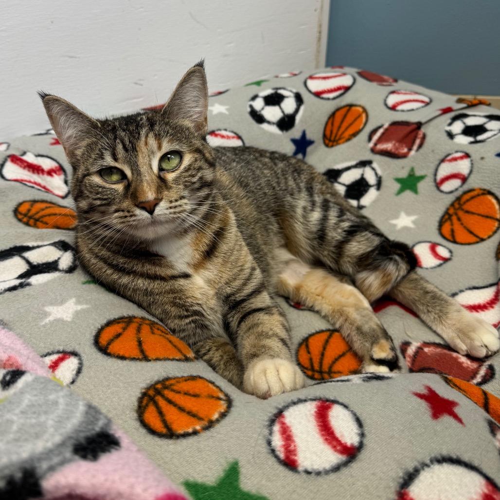 Enlarge Poppi, a Adoptable Domestic Short Hair in Milford, IA image 1/3