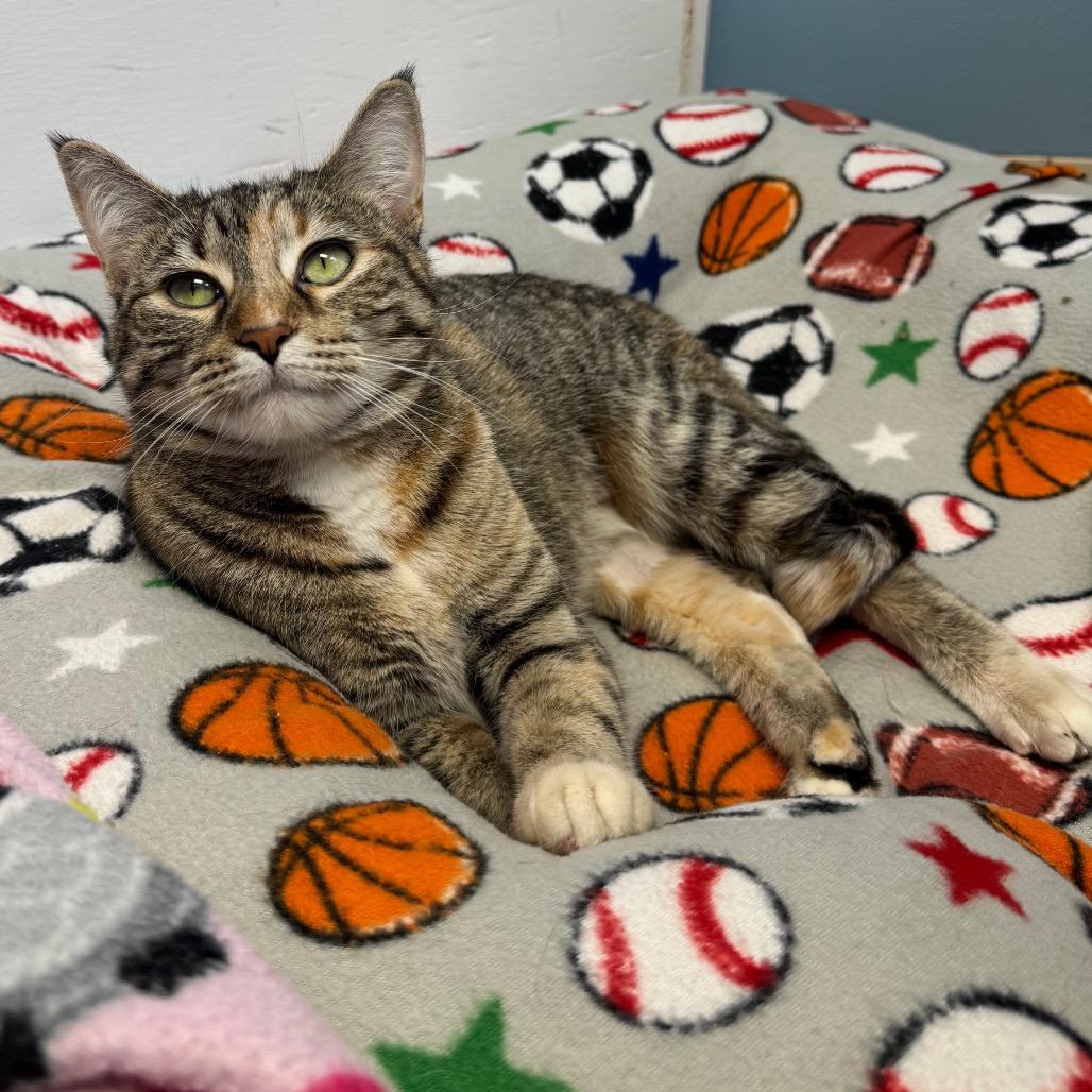 Enlarge Poppi, a Adoptable Domestic Short Hair in Milford, IA image 2/3