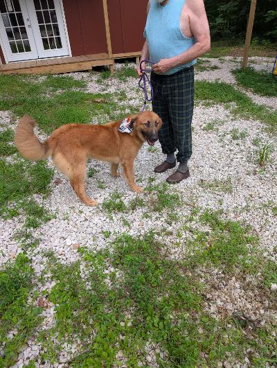 Spud, Adoptable, Adult Male Retriever.