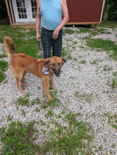 Enlarge Spud, a Adoptable Retriever in Frenchburg, KY image 2/3