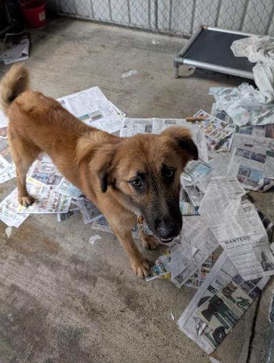 Enlarge Spud, a Adoptable Retriever in Frenchburg, KY image 3/3