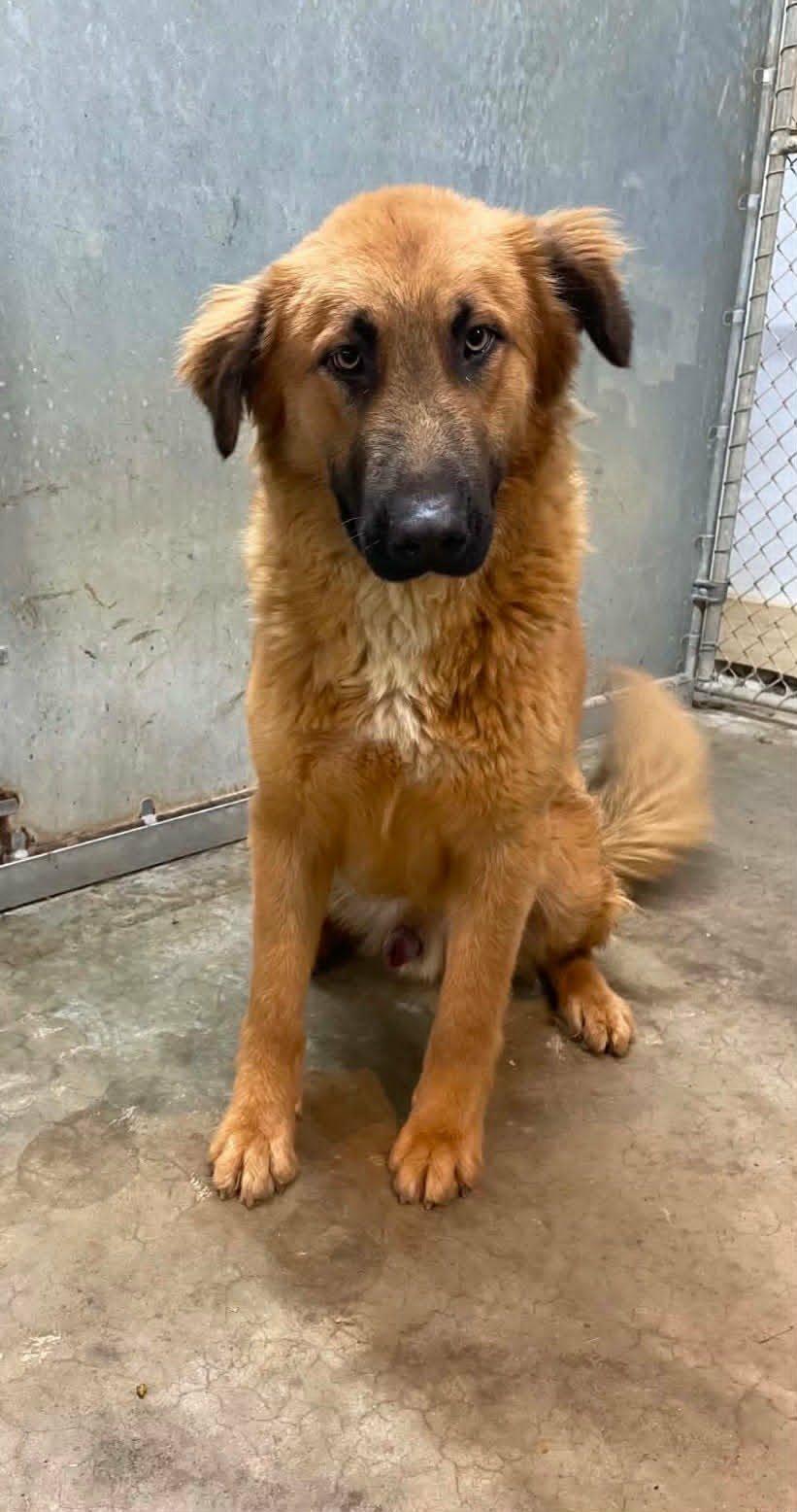Spud, a Adoptable Retriever in Frenchburg, KY image 1/2