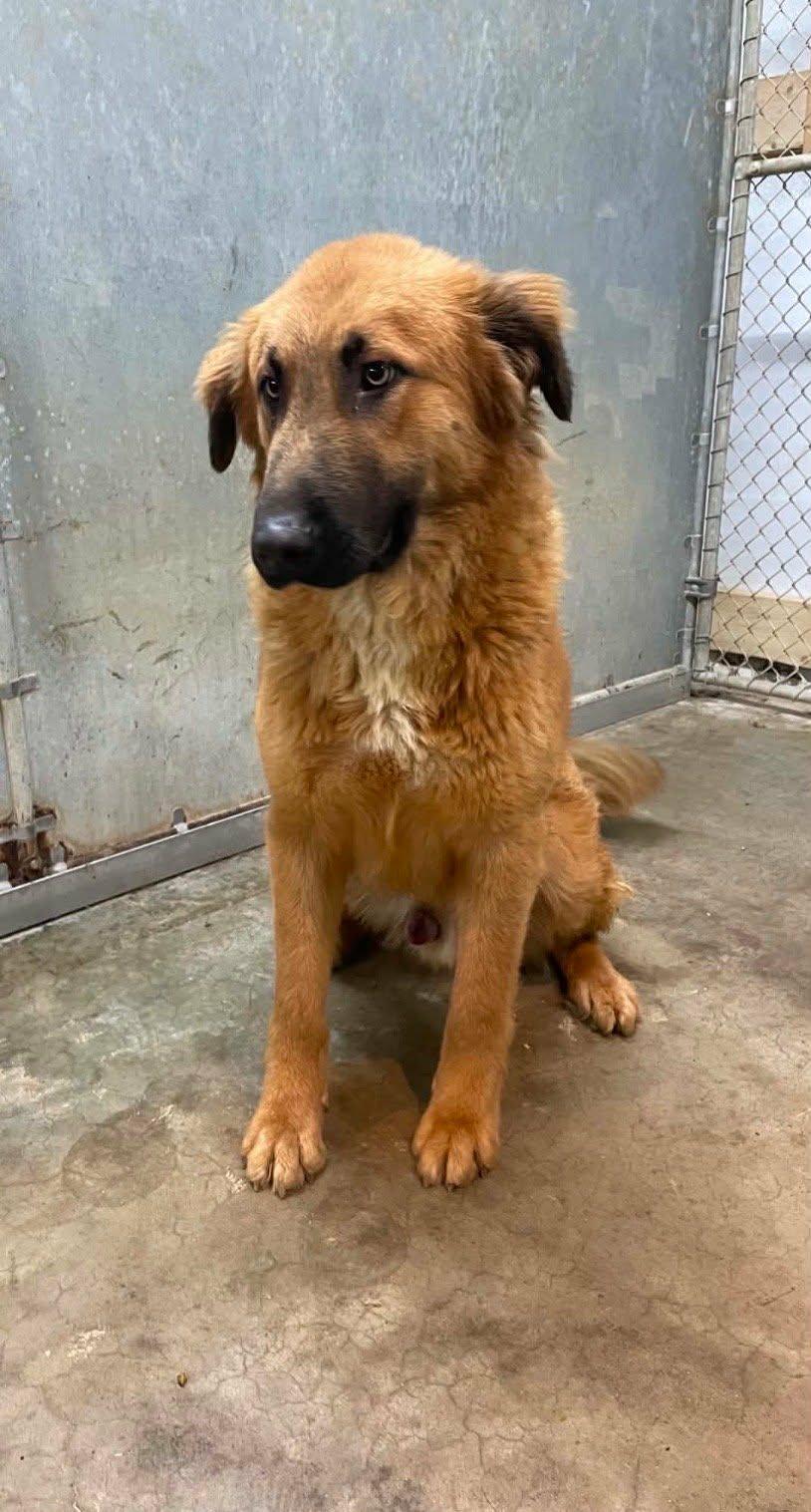 Spud, a Adoptable Retriever in Frenchburg, KY image 2/2