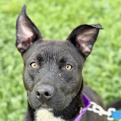 Enlarge Moogli, a ADOPTABLE mixed breed in Sacramento, CA image 2/5