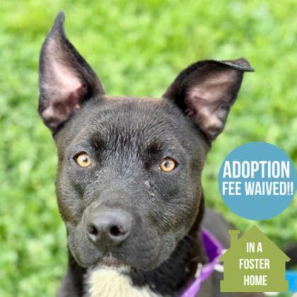 Enlarge Moogli, an adopted mixed breed in Sacramento, CA image 1/6