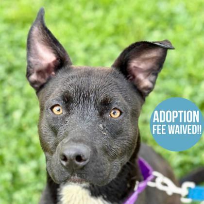 Moogli, ADOPTABLE, Young Female Pit Bull Terrier.