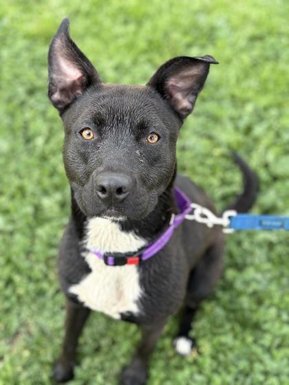 Enlarge Moogli, a ADOPTABLE mixed breed in Sacramento, CA image 4/5