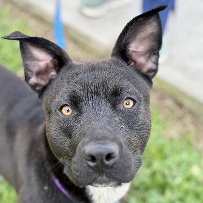 Enlarge Moogli, a ADOPTABLE mixed breed in Sacramento, CA image 3/5