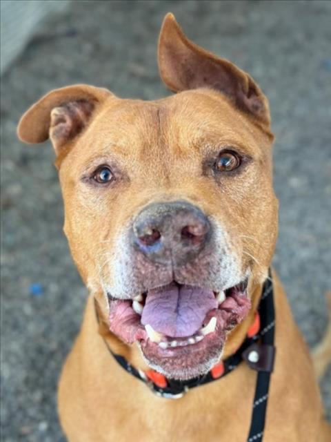 Enlarge *CLIFFORD, a Adoptable Pit Bull Terrier in Woodland, CA image 1/1