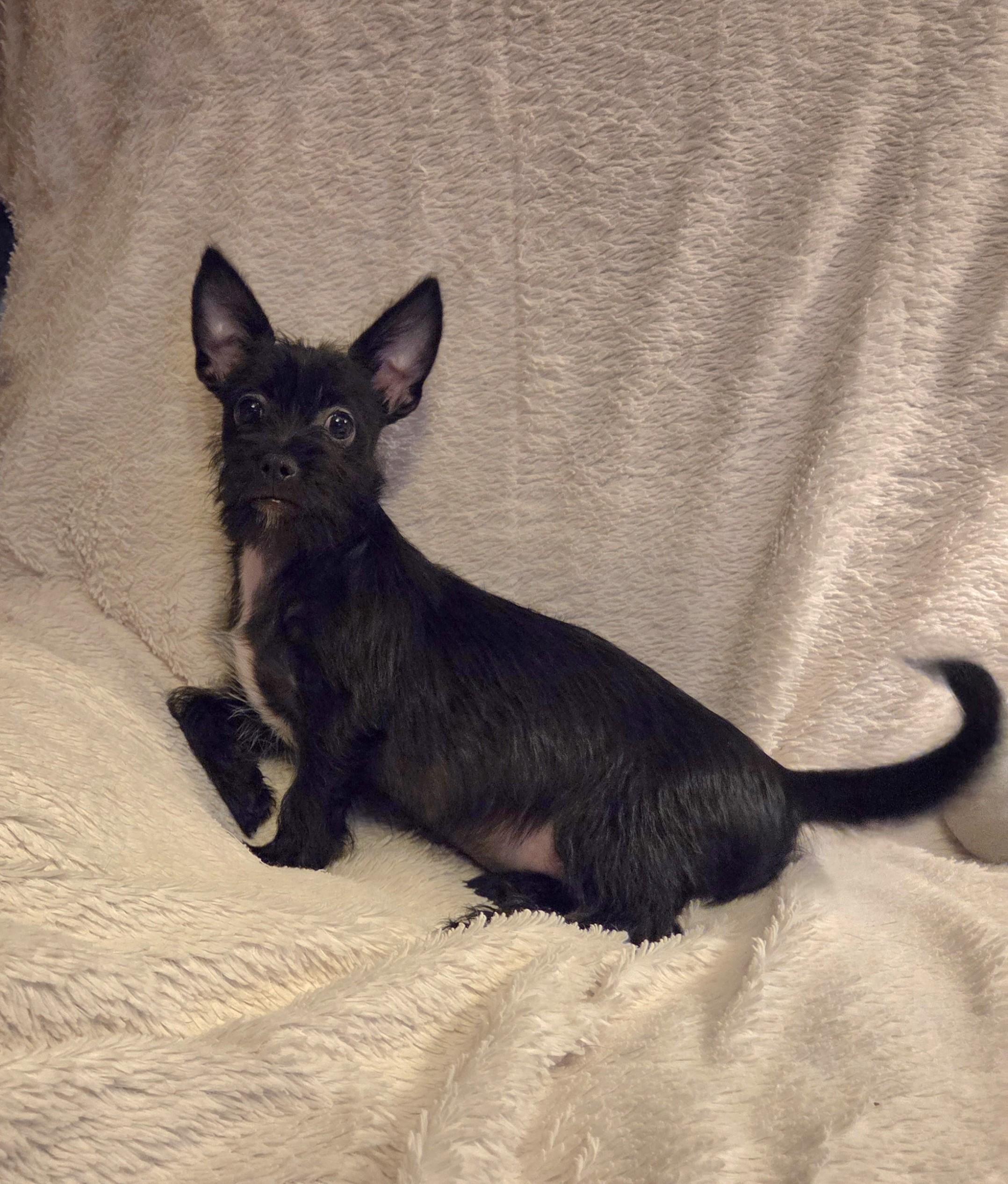 Enlarge Comet, a ADOPTABLE mixed breed in Oakdale, CA image 3/3