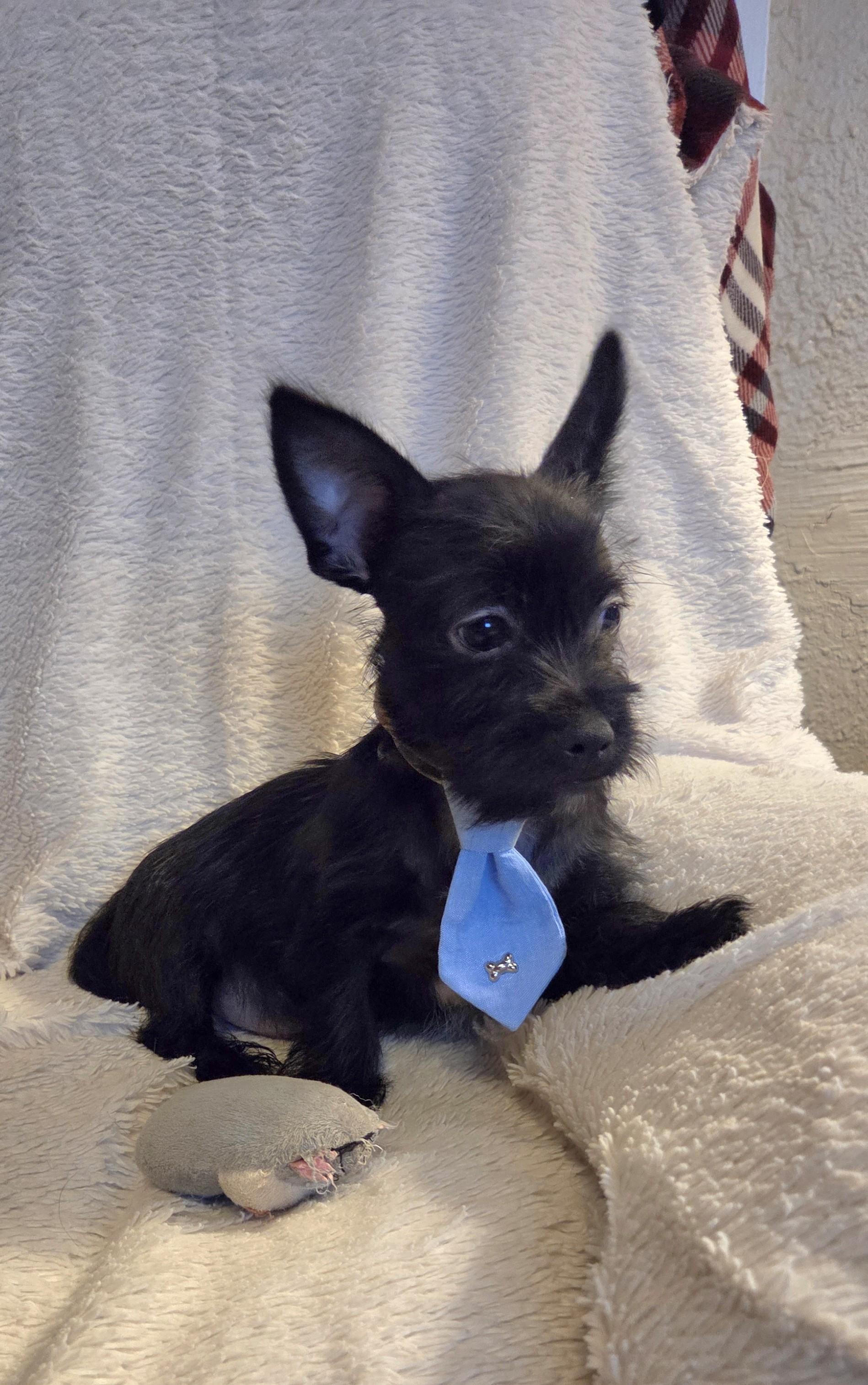 Enlarge Comet, a ADOPTABLE mixed breed in Oakdale, CA image 2/3