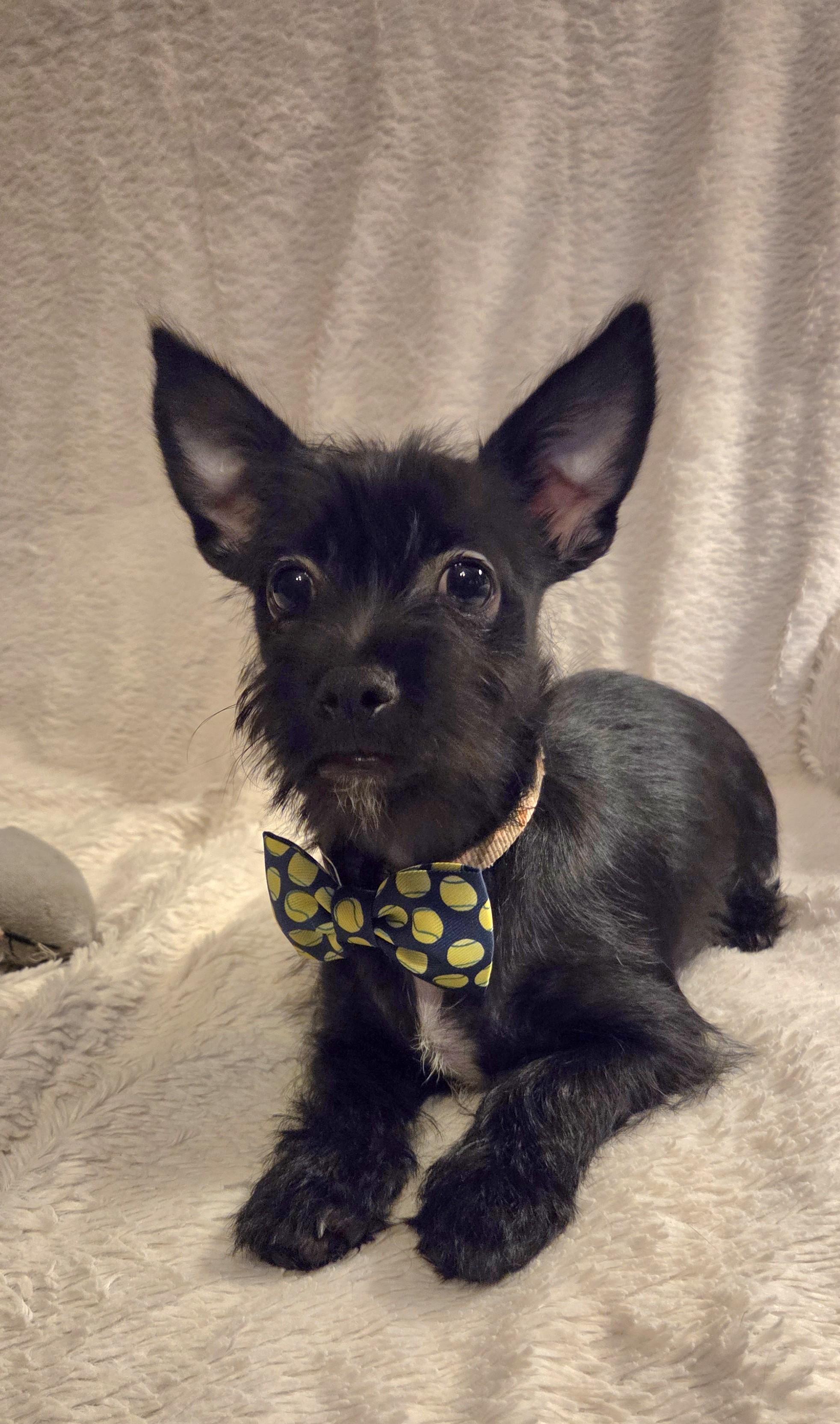 Enlarge Comet, a ADOPTABLE mixed breed in Oakdale, CA image 1/3