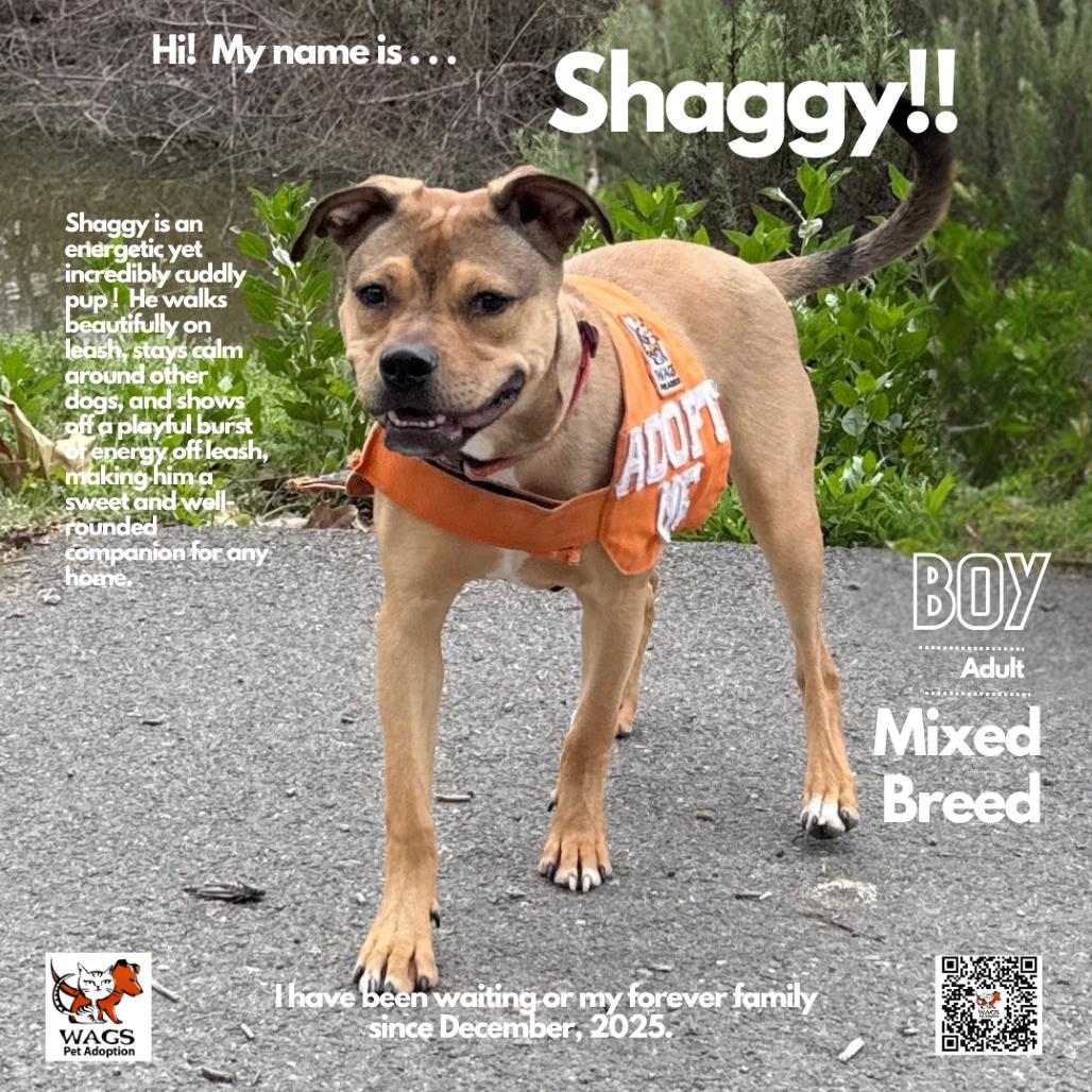 Shaggy, Adoptable, Adult Male Mixed Breed.