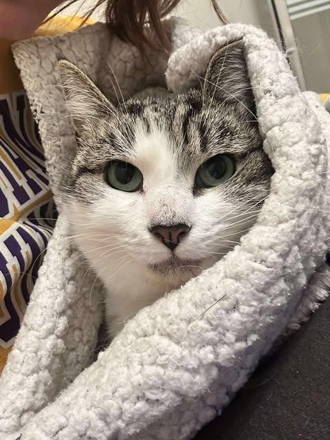 Enlarge Nanook, a Adopted mixed breed in Hoover , AL image 1/1