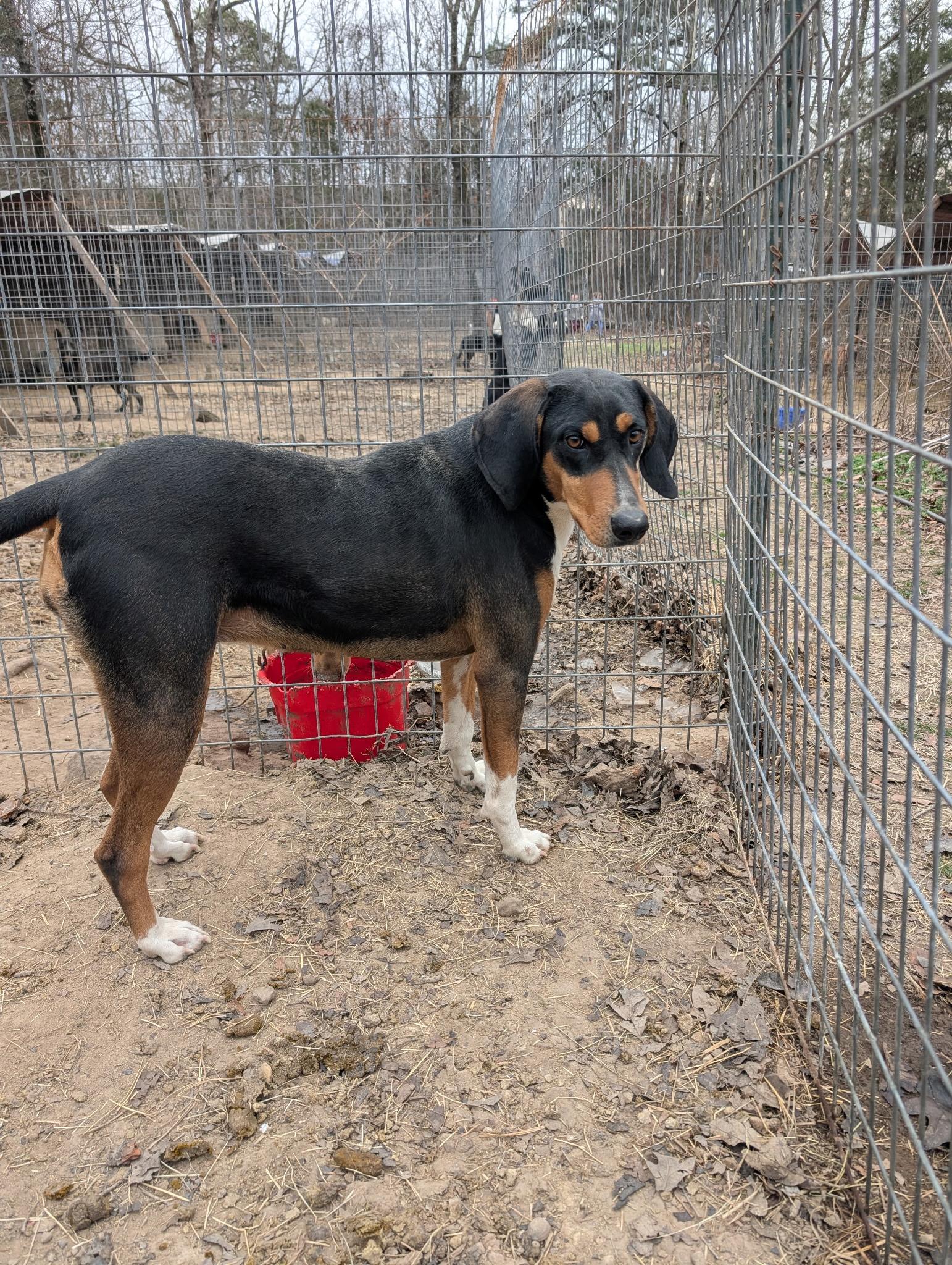CLARABELLE, a ADOPTABLE Black and Tan Coonhound in Chicopee, MA image 4/4