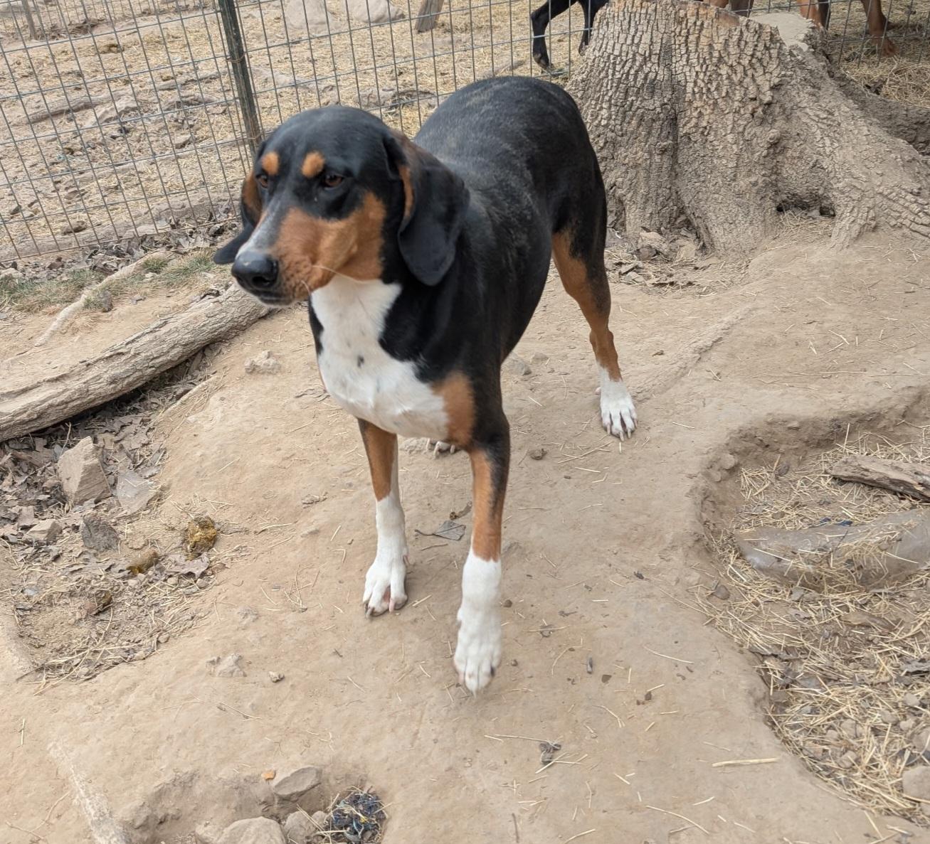 CLARABELLE, a ADOPTABLE Black and Tan Coonhound in Chicopee, MA image 1/4