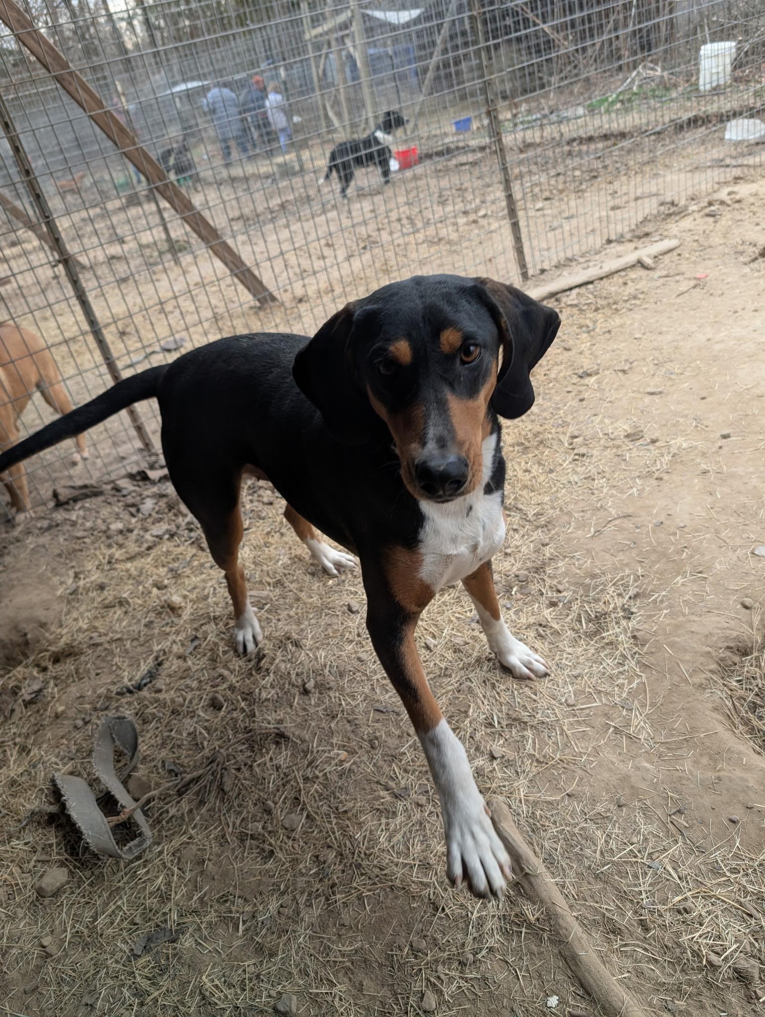 CLARABELLE, a ADOPTABLE Black and Tan Coonhound in Chicopee, MA image 3/4