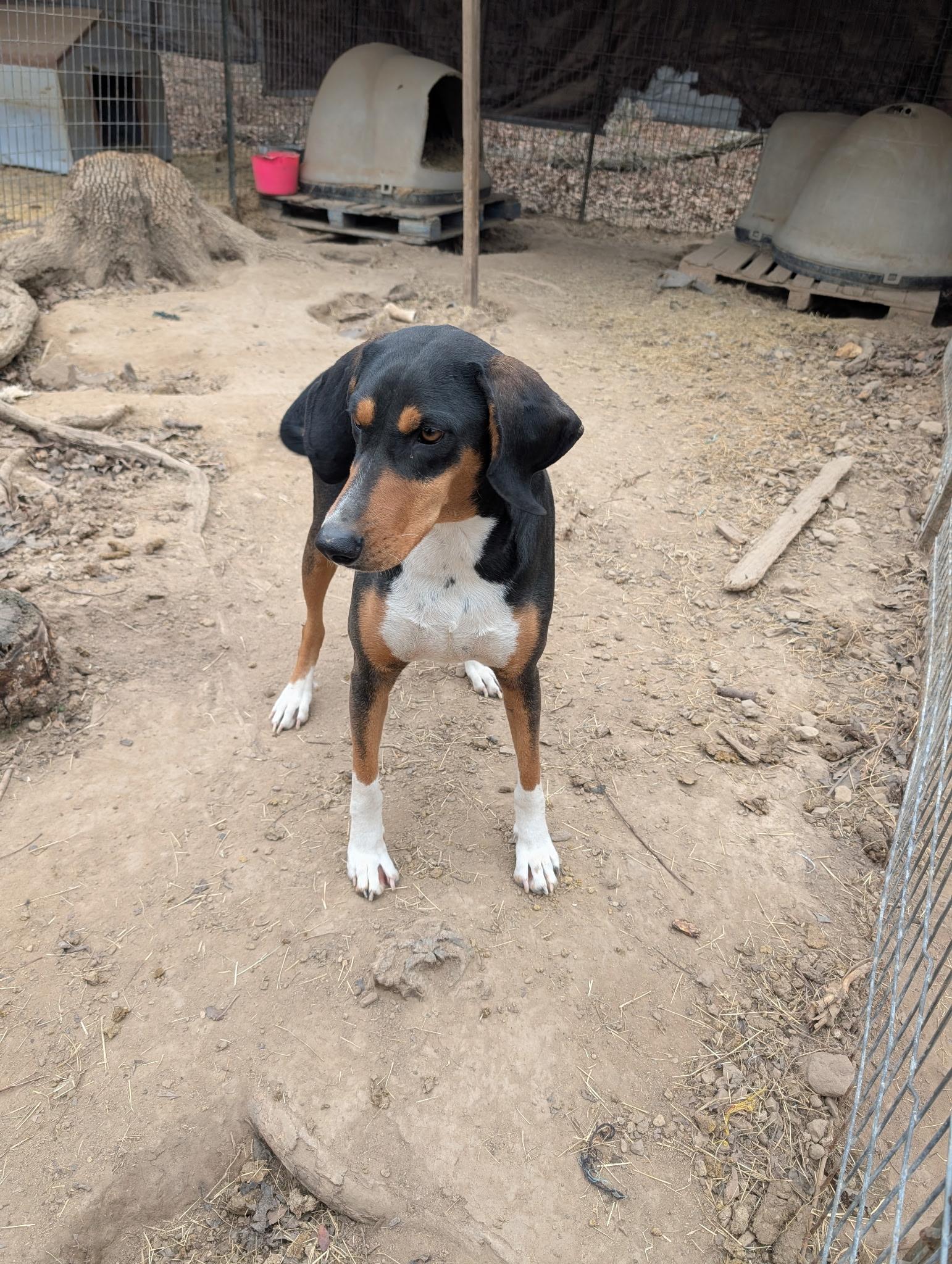 CLARABELLE, a ADOPTABLE Black and Tan Coonhound in Chicopee, MA image 2/4