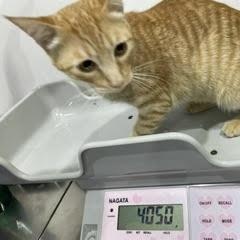 Rufus, a ADOPTABLE Domestic Short Hair in Waltham, MA image 3/3