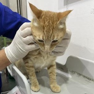 Rufus, a ADOPTABLE Domestic Short Hair in Waltham, MA image 2/3