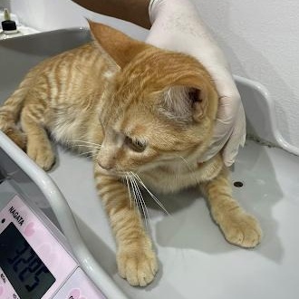 Rufus, ADOPTABLE, Young Male Domestic Short Hair.