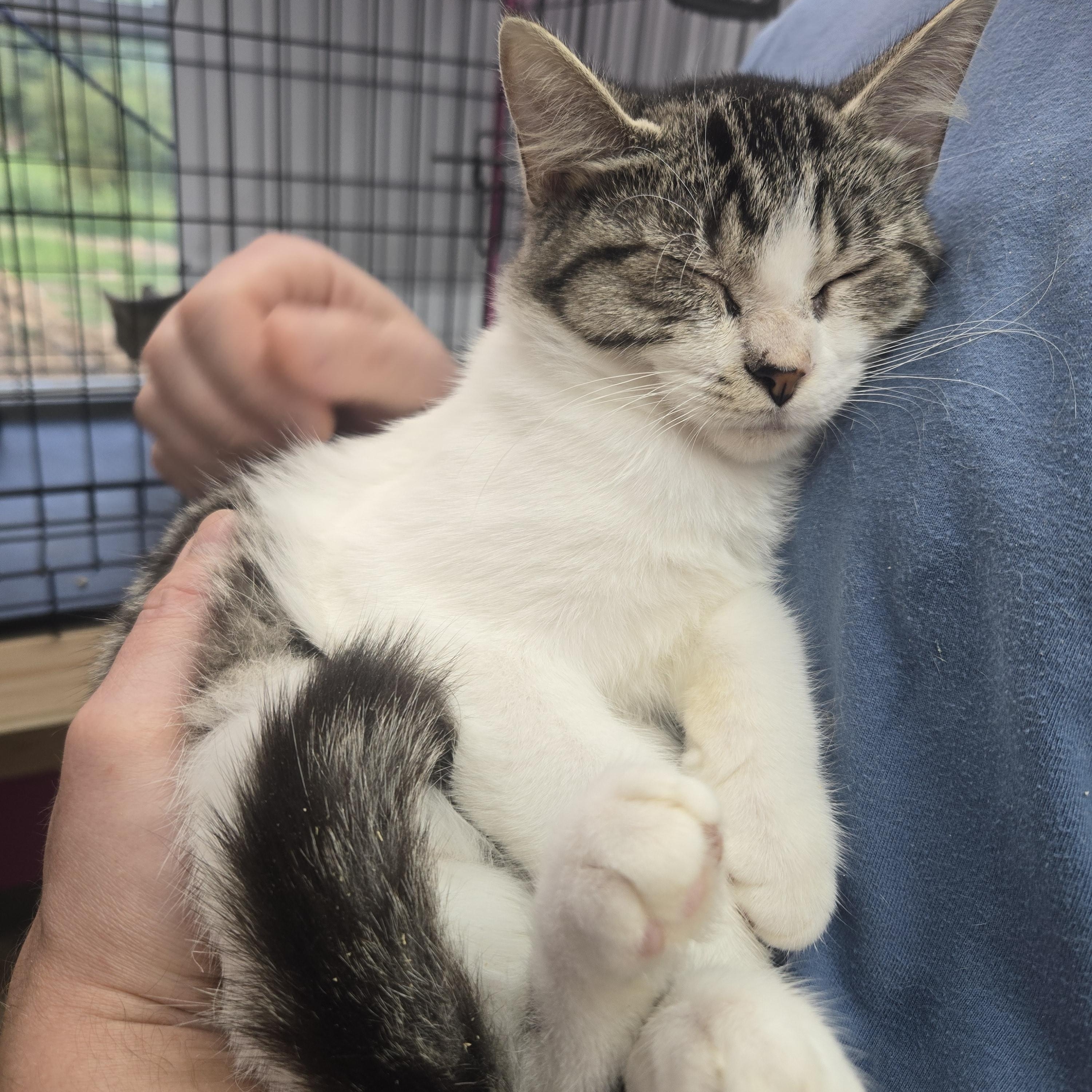 Enlarge Maddie, an adopted Domestic Short Hair in Tyner, KY image 1/2