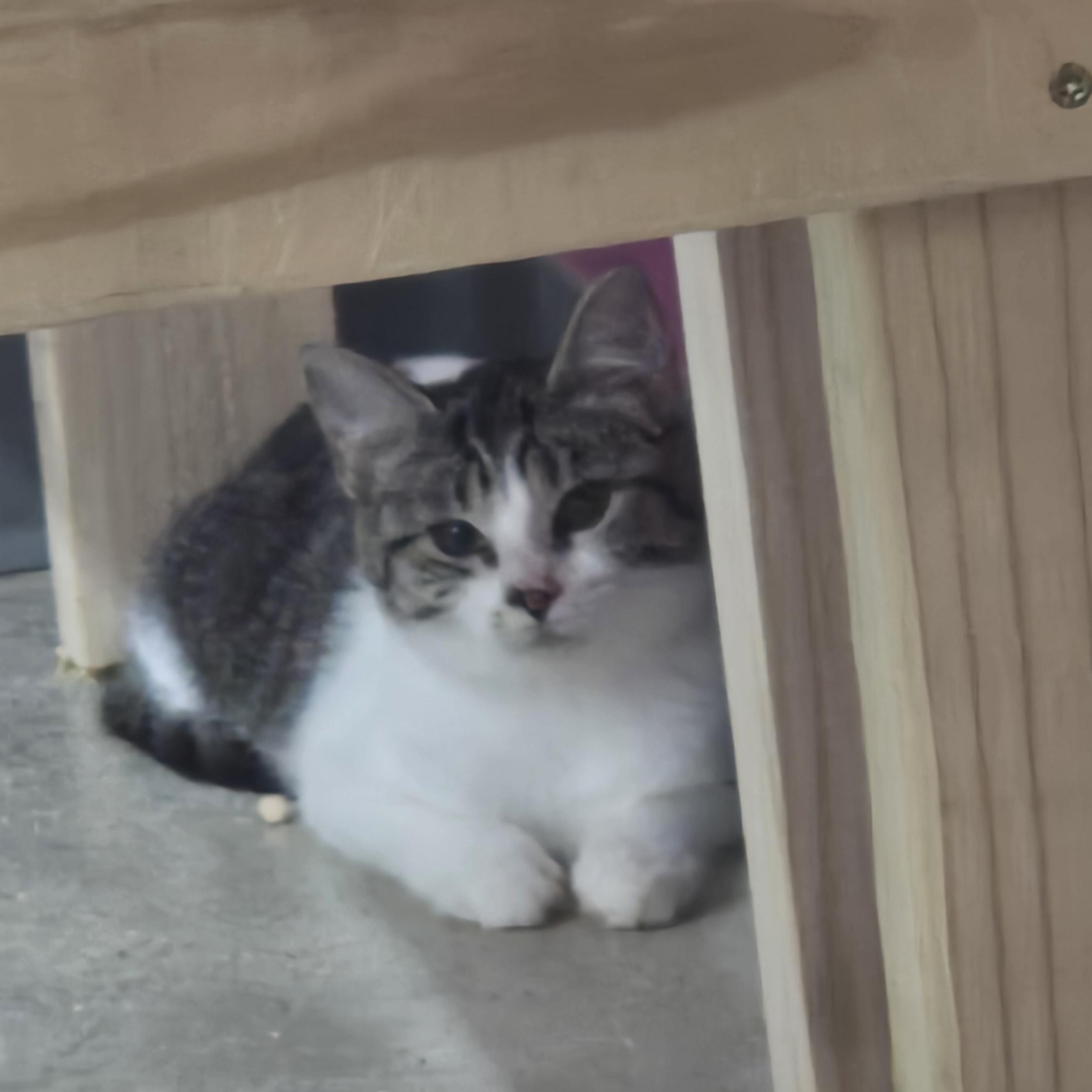 Enlarge Maddie, an adopted Domestic Short Hair in Tyner, KY image 2/2