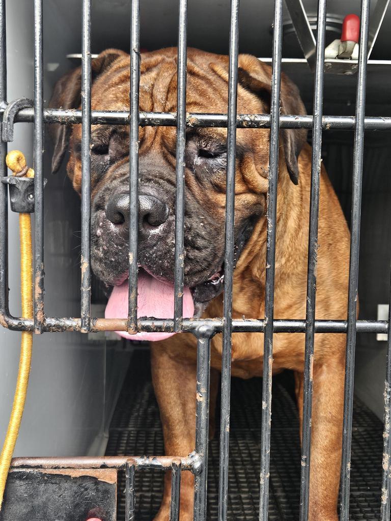 Enlarge Bertha, a Adopted Mastiff in Vineland, NJ image 1/6