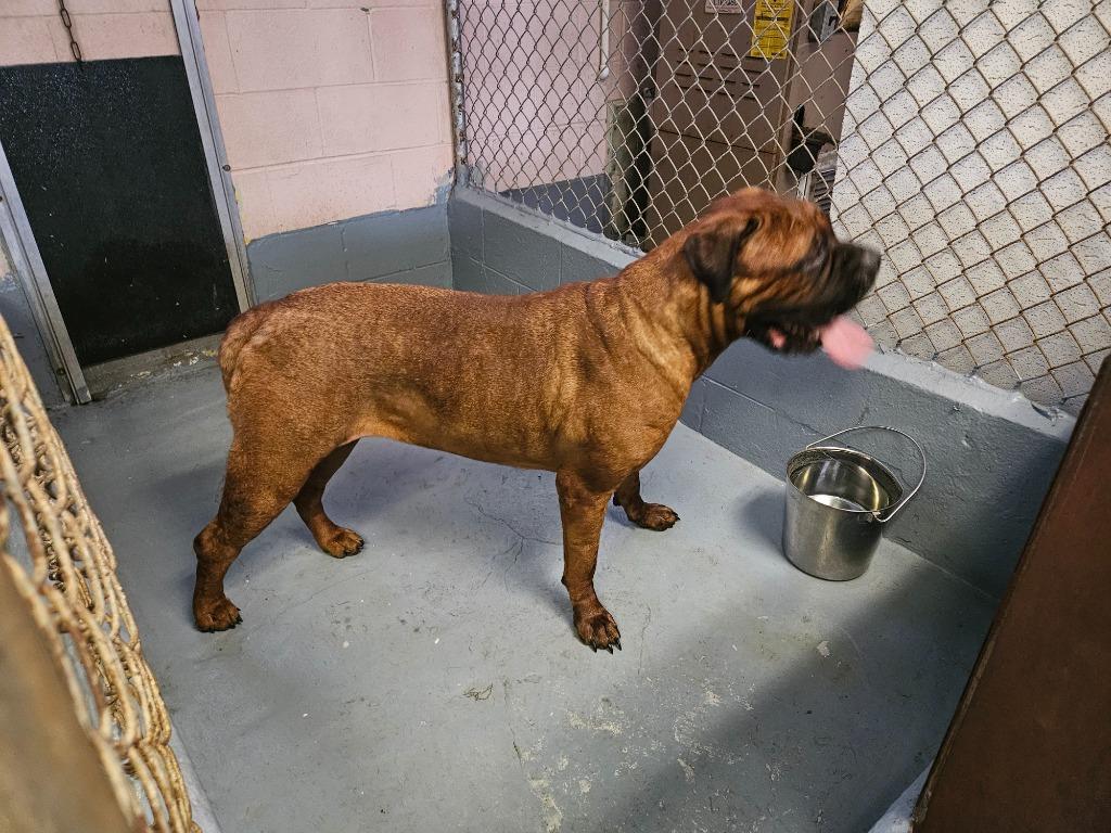 Enlarge Bertha, a Adopted Mastiff in Vineland, NJ image 2/6