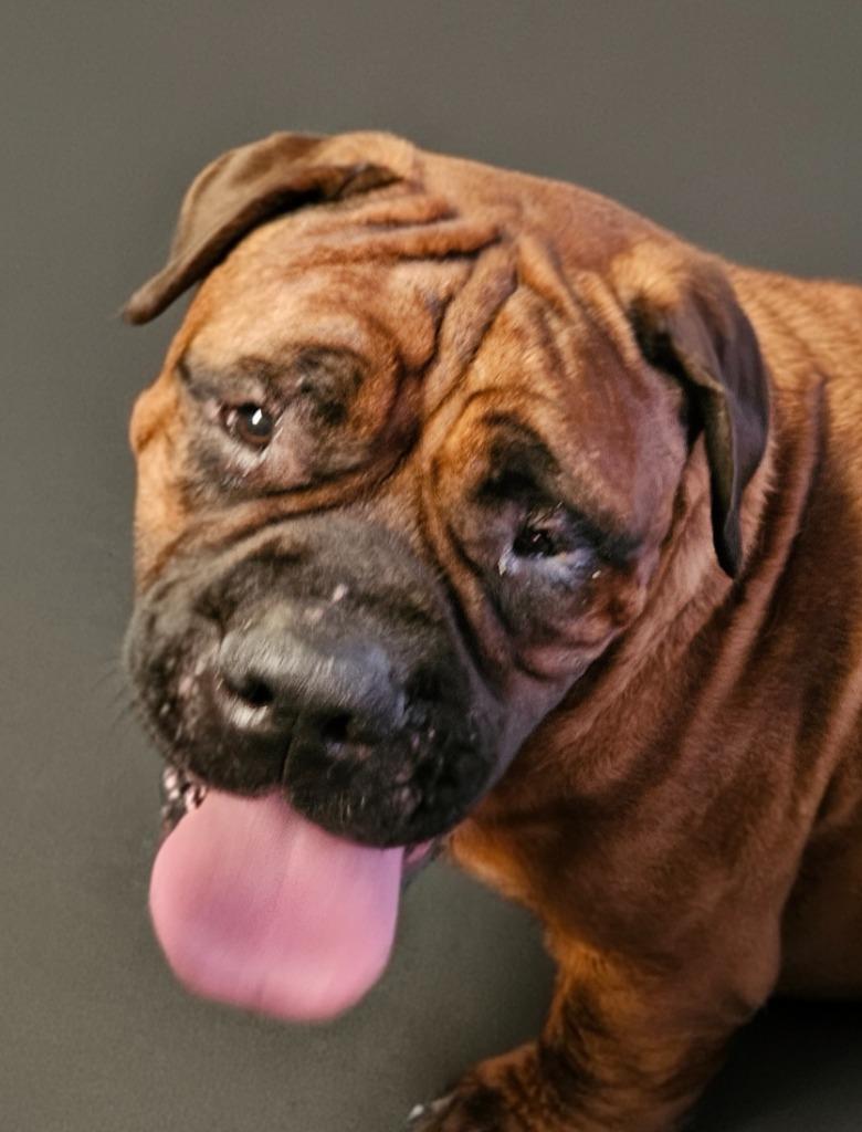Enlarge Bertha, a Adopted Mastiff in Vineland, NJ image 4/6
