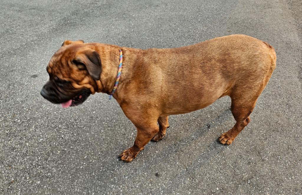 Enlarge Bertha, a Adopted Mastiff in Vineland, NJ image 5/6