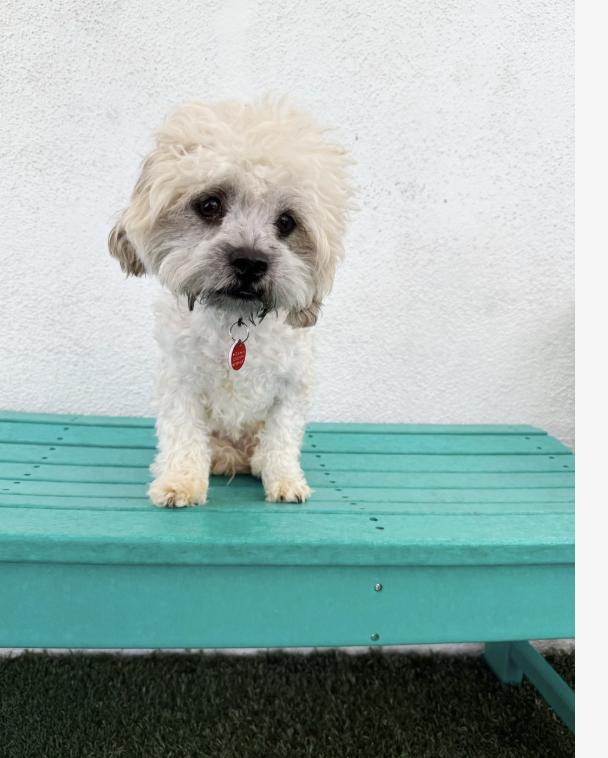 Ozzy, an adoptable Maltipoo in Los Angeles, CA, 90064 | Photo Image 1